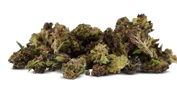 Small Buds CBD – Aladin Purple Kush