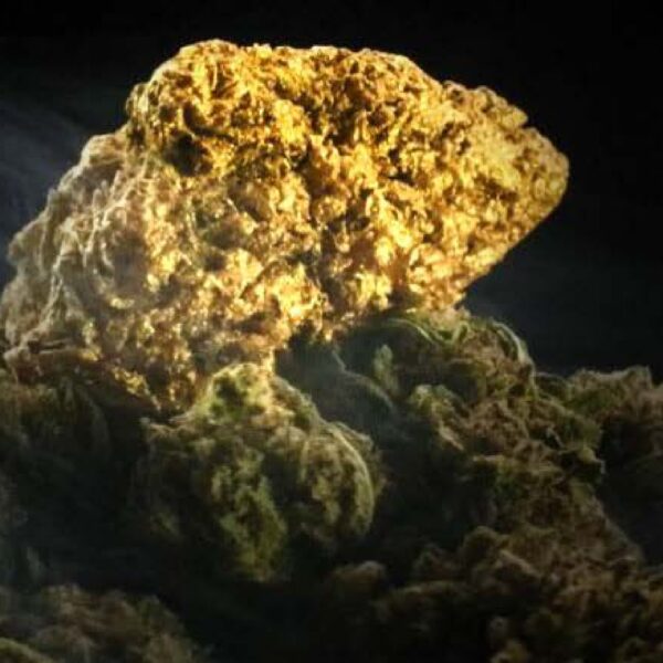 Fleur CBD – Golden Buds