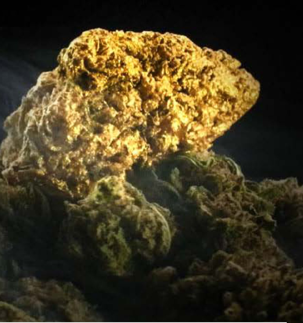 Fleur CBD – Golden Buds