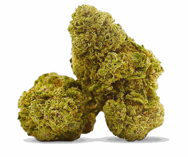 Fleur CBD – Northern Light