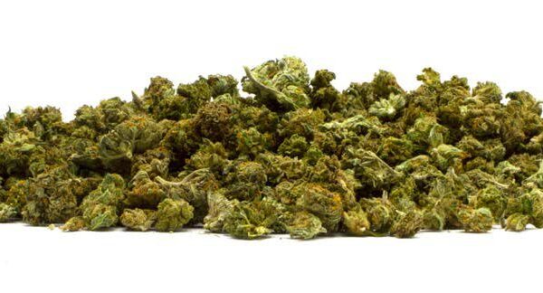 Small Buds CBD – Greenhouse